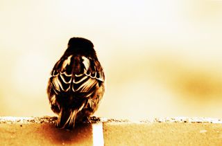 Vores nye hjemmeside er lavet af Tangora Software